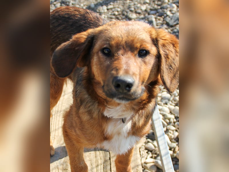 Spielen und Kuscheln - dafür ist Zuckerbub DARIO immer zu haben