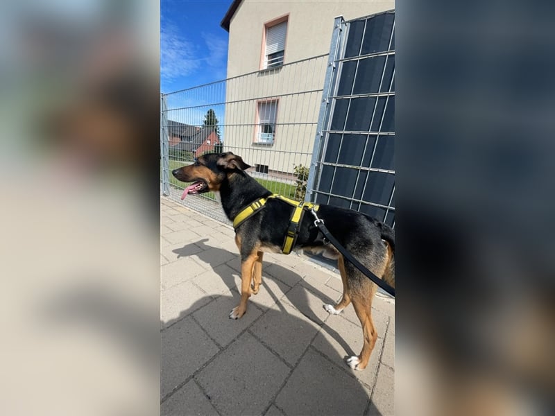 Pechvogel Boyka sucht neues Zuhause
