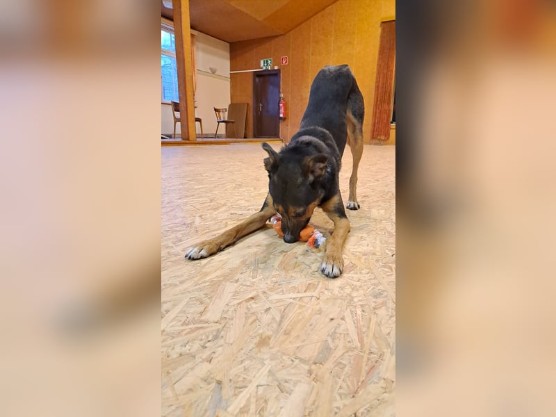 Pechvogel Boyka sucht neues Zuhause