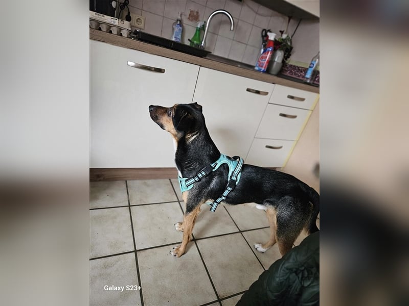 Pechvogel Boyka sucht neues Zuhause