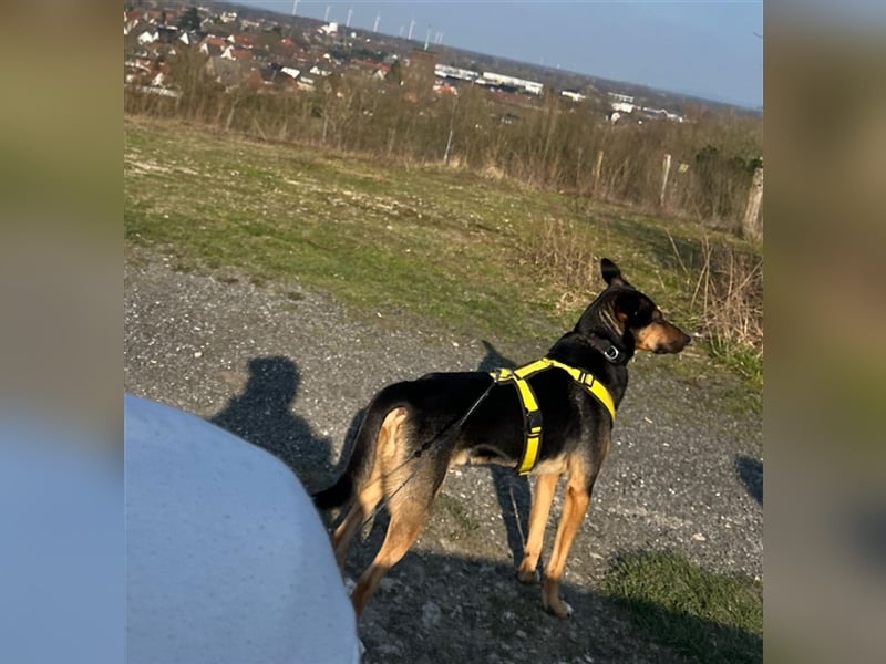 Pechvogel Boyka sucht neues Zuhause