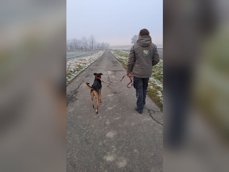 Pechvogel Boyka sucht neues Zuhause