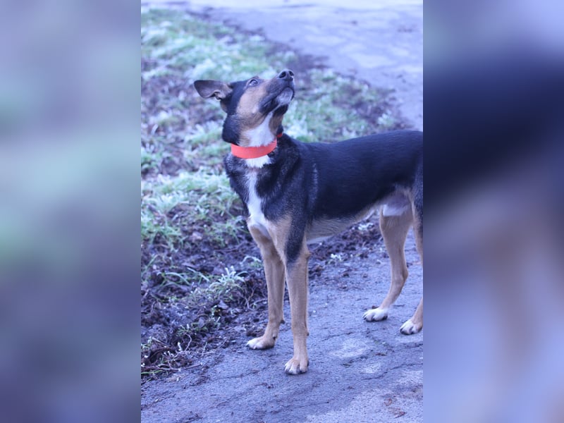 Pechvogel Boyka sucht neues Zuhause