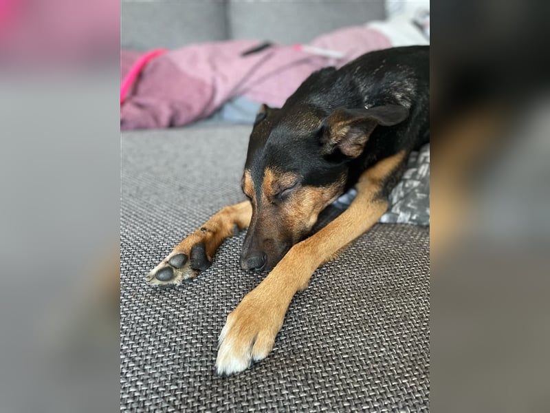 Pechvogel Boyka sucht neues Zuhause