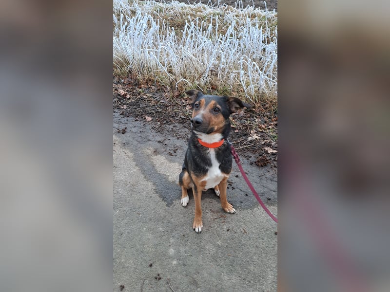 Pechvogel Boyka sucht neues Zuhause