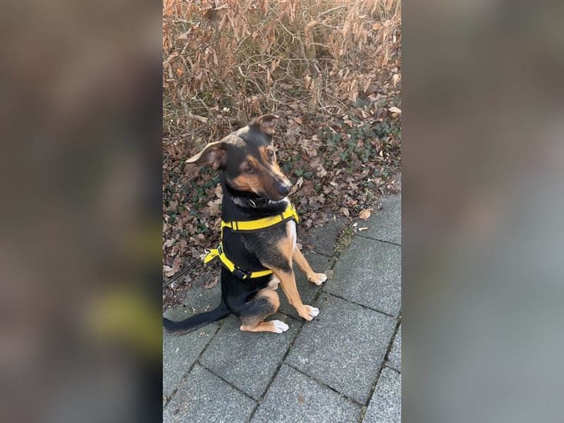 Pechvogel Boyka sucht neues Zuhause