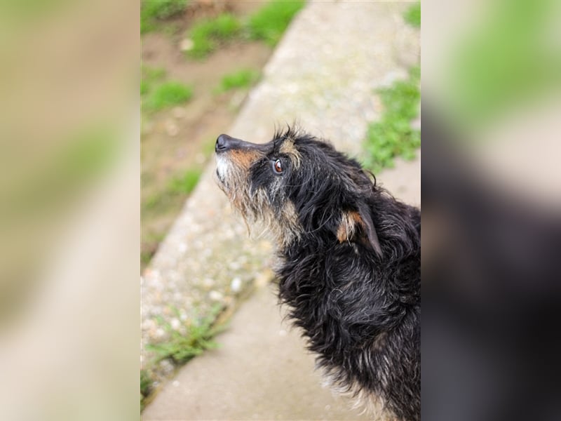 Turbó sucht ein Zuhause