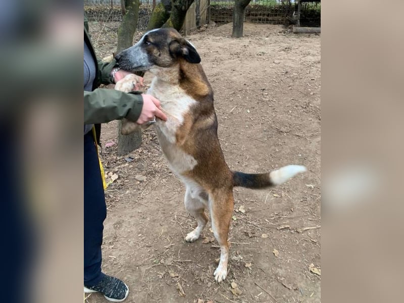 Anton - anfangs schüchterner, verspielter freundlicher Herdenschutzhund-Mix/ z.Zt. noch in Rumänien