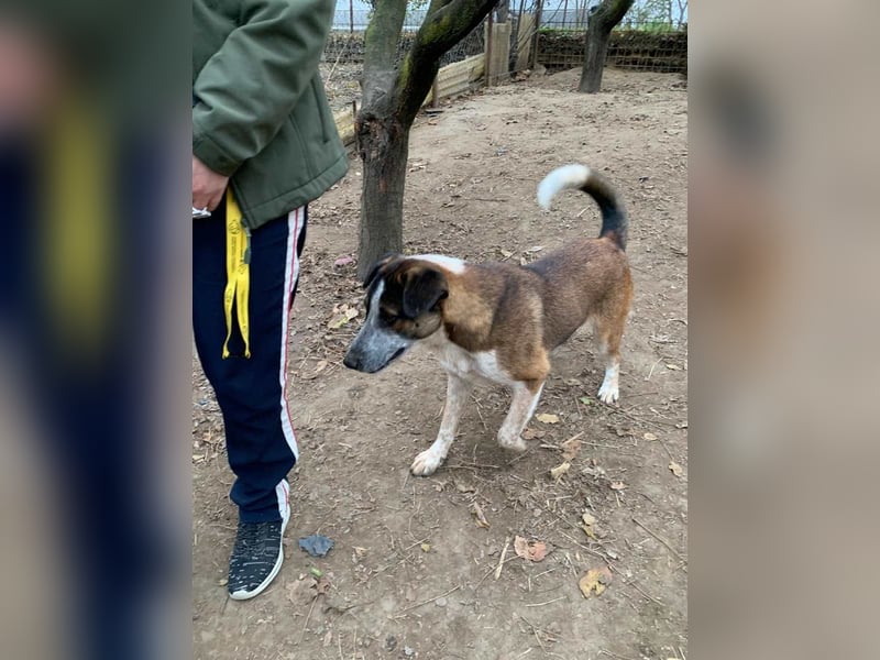 Anton - anfangs schüchterner, verspielter freundlicher Herdenschutzhund-Mix/ z.Zt. noch in Rumänien