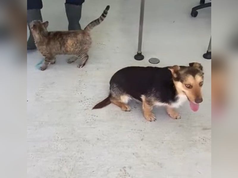 Robin - freundlicher, ruhiger, katzenverträglicher Dackel-Terrier-Mix Rüde / z.Zt. noch in Rumänien