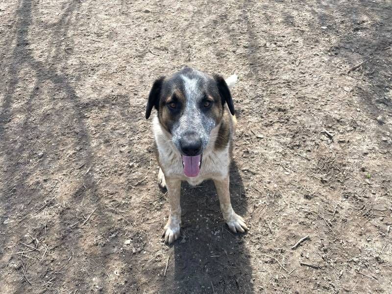 Anton - anfangs schüchterner, verspielter freundlicher Herdenschutzhund-Mix/ z.Zt. noch in Rumänien