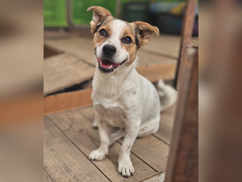 Didier - freundlicher, aktiver, verspielter kleiner Jack Russel-Mix Rüde / z.Zt. noch in Rumänien