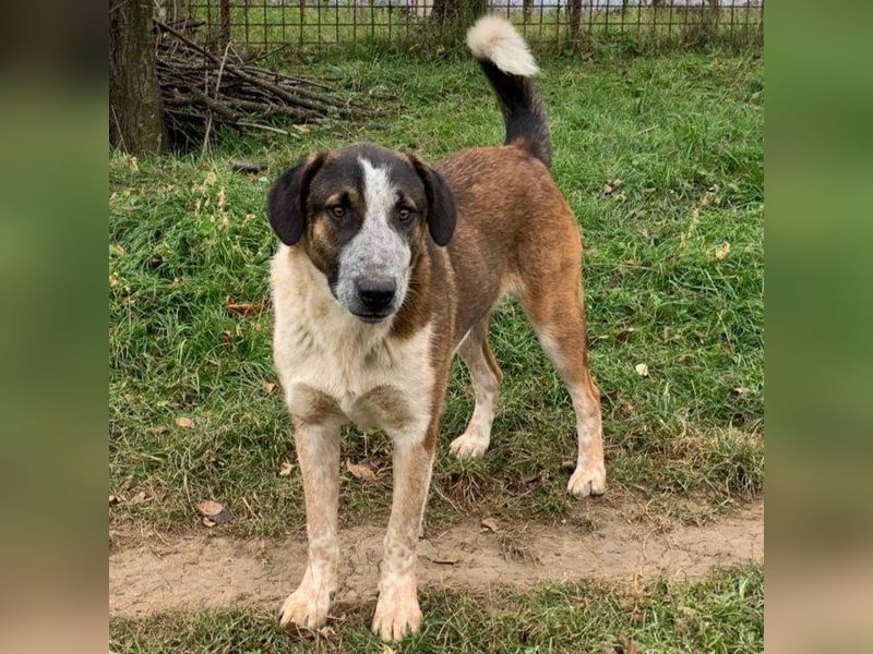 Anton - anfangs schüchterner, verspielter freundlicher Herdenschutzhund-Mix/ z.Zt. noch in Rumänien