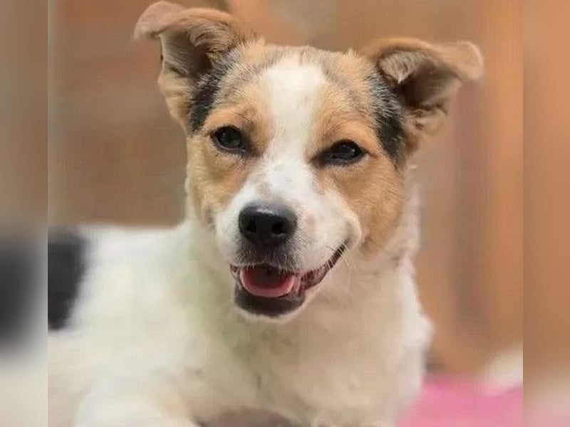 Didier - freundlicher, aktiver, verspielter kleiner Jack Russel-Mix Rüde / z.Zt. noch in Rumänien