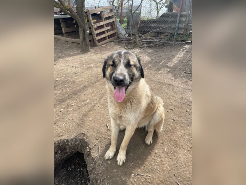Dusty - anfangs schüchterner, verspielter freundlicher Herdenschutzhund-Mix/ z.Zt. noch in Rumänien