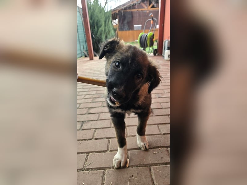 Martin(2) - welpentypisch verspielter, neugieriger Rüde, der Katzen kennt / z.Zt. noch in Rumänien