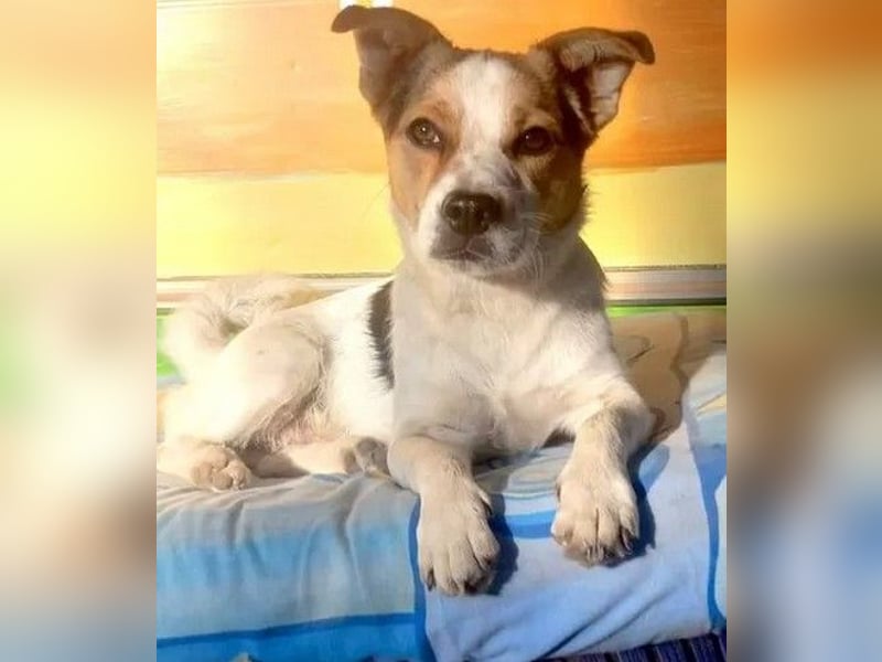 Didier - freundlicher, aktiver, verspielter kleiner Jack Russel-Mix Rüde / z.Zt. noch in Rumänien