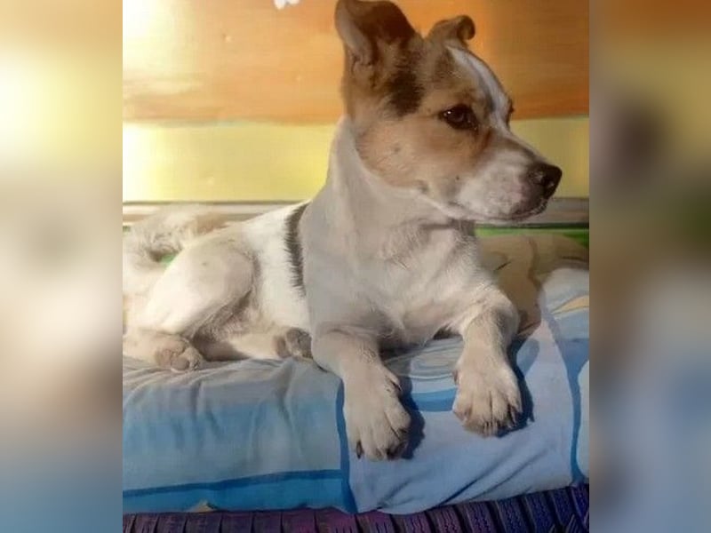 Didier - freundlicher, aktiver, verspielter kleiner Jack Russel-Mix Rüde / z.Zt. noch in Rumänien