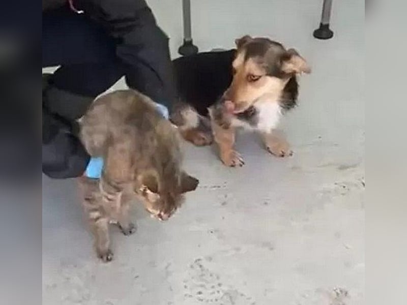 Robin - freundlicher, ruhiger, katzenverträglicher kleiner Rüde / z.Zt. noch in Rumänien
