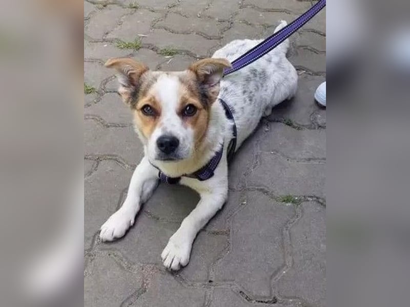 Didier - freundlicher, aktiver, verspielter kleiner Jack Russel-Mix Rüde / z.Zt. noch in Rumänien