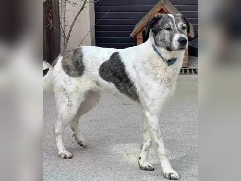 Shorty - anfangs schüchterner, lieber und verschmuster Rüde / zur Zeit noch in Rumänien