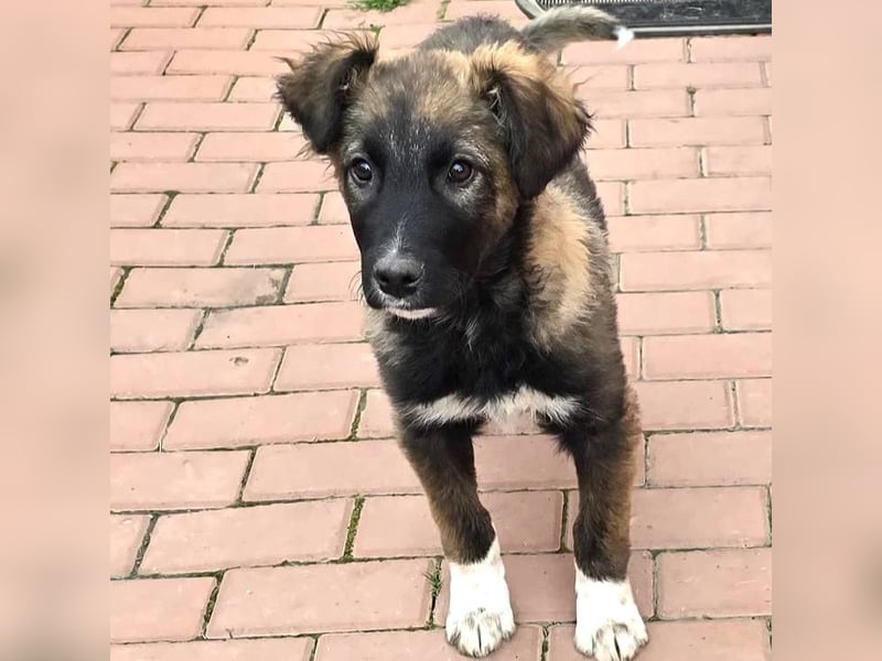 Martin(2) - welpentypisch verspielter, neugieriger Rüde, der Katzen kennt / z.Zt. noch in Rumänien