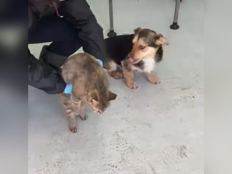 Robin - freundlicher, ruhiger, katzenverträglicher Dackel-Terrier-Mix Rüde / z.Zt. noch in Rumänien