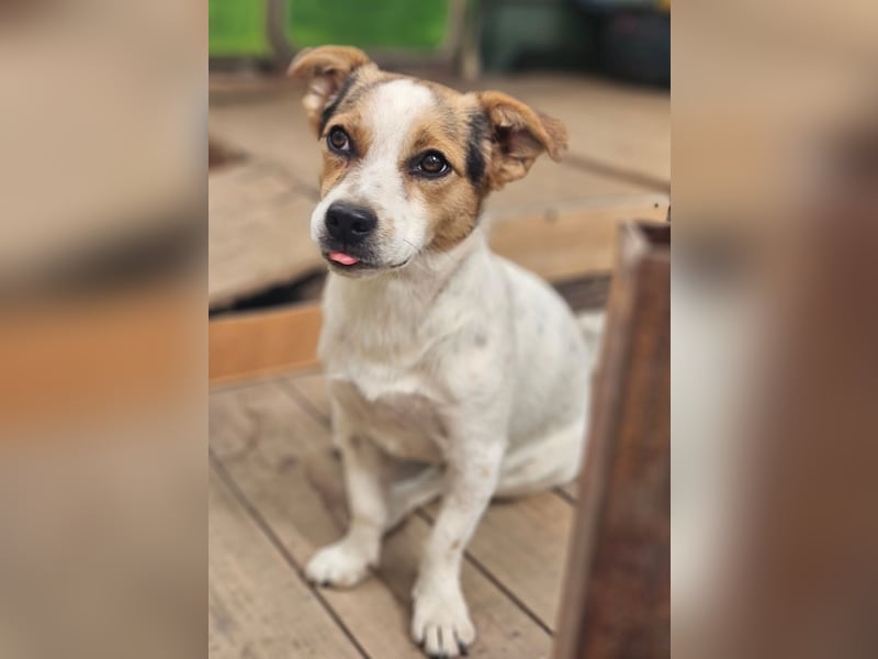 Didier - freundlicher, aktiver, verspielter kleiner Jack Russel-Mix Rüde / z.Zt. noch in Rumänien