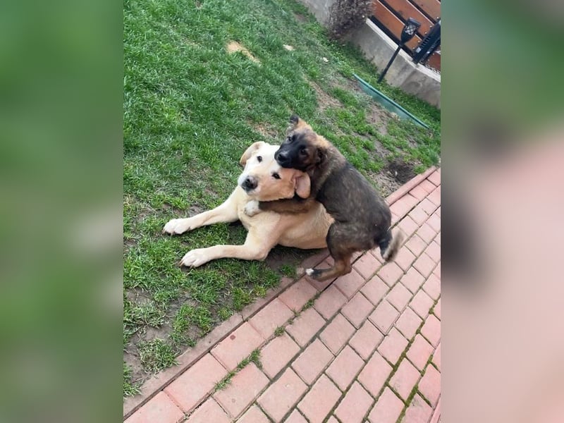 Martin(2) - welpentypisch verspielter, neugieriger Rüde, der Katzen kennt / z.Zt. noch in Rumänien