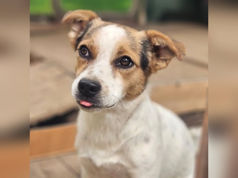 Didier - freundlicher, aktiver, verspielter kleiner Jack Russel-Mix Rüde / z.Zt. noch in Rumänien