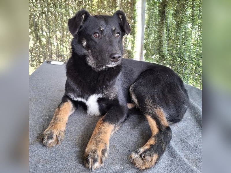 Cody - lebhafter, freundlicher, aktiver, verspielter junger Rüde / z.Zt. noch in Rumänien