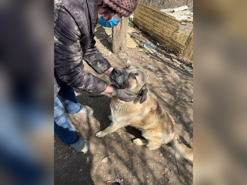 Dusty - anfangs schüchterner, verspielter freundlicher Herdenschutzhund-Mix/ z.Zt. noch in Rumänien