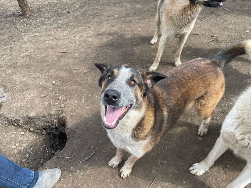 Anton - anfangs schüchterner, verspielter freundlicher Herdenschutzhund-Mix/ z.Zt. noch in Rumänien