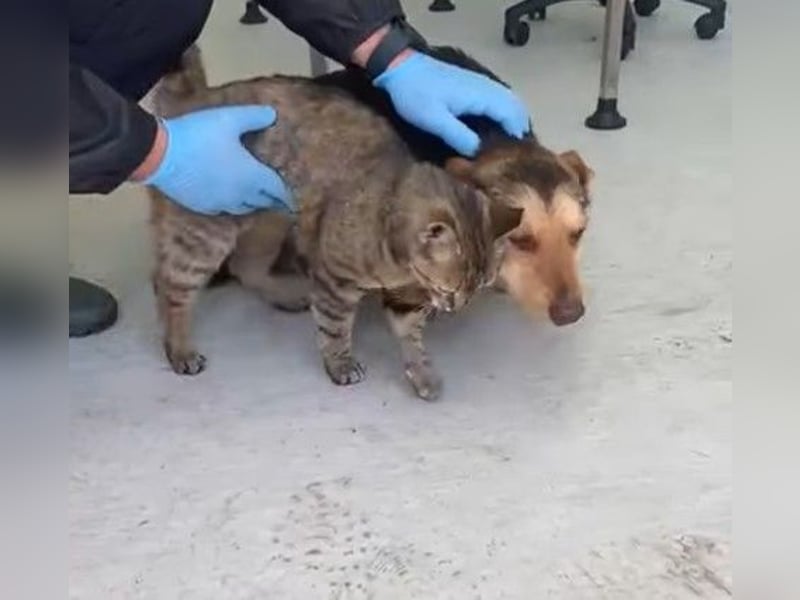 Robin - freundlicher, ruhiger, katzenverträglicher Dackel-Terrier-Mix Rüde / z.Zt. noch in Rumänien