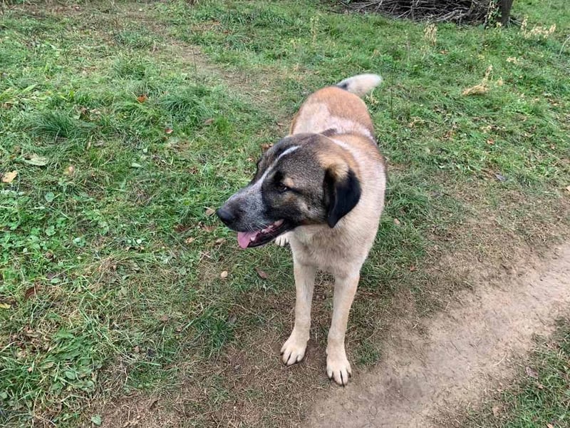 Dusty - anfangs schüchterner, verspielter freundlicher Herdenschutzhund-Mix/ z.Zt. noch in Rumänien