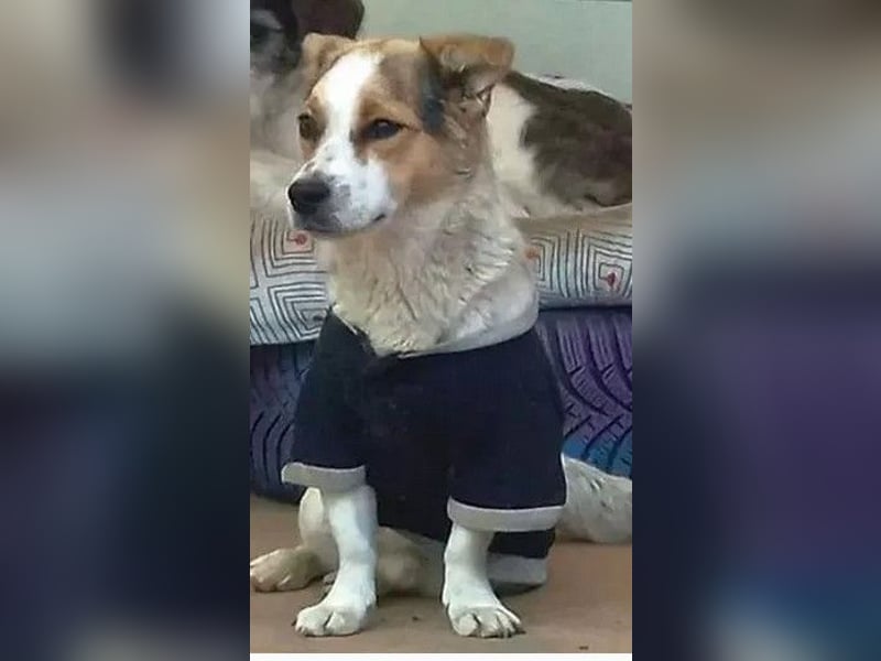Didier - freundlicher, aktiver, verspielter kleiner Jack Russel-Mix Rüde / z.Zt. noch in Rumänien