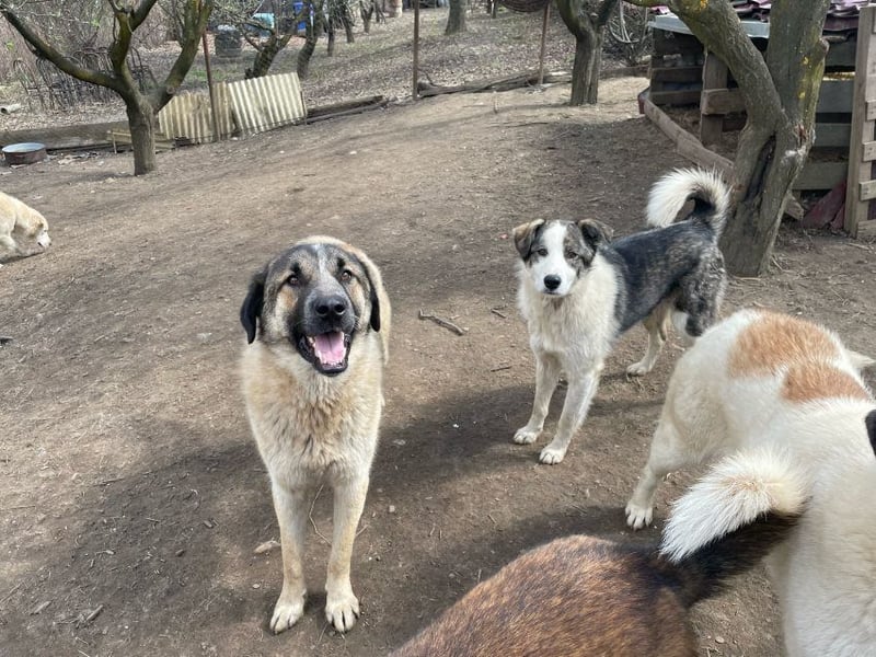 Dusty - anfangs schüchterner, verspielter freundlicher Herdenschutzhund-Mix/ z.Zt. noch in Rumänien