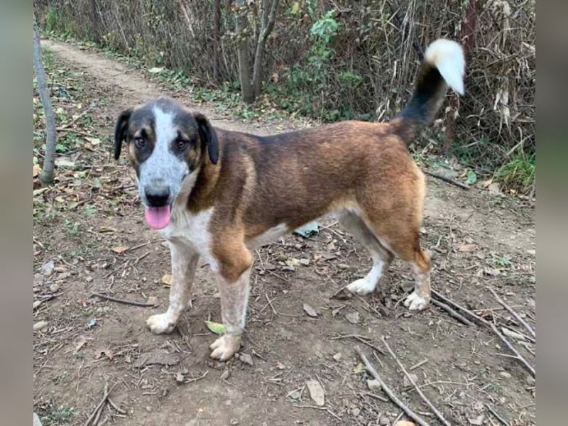 Anton - anfangs schüchterner, verspielter freundlicher Herdenschutzhund-Mix/ z.Zt. noch in Rumänien