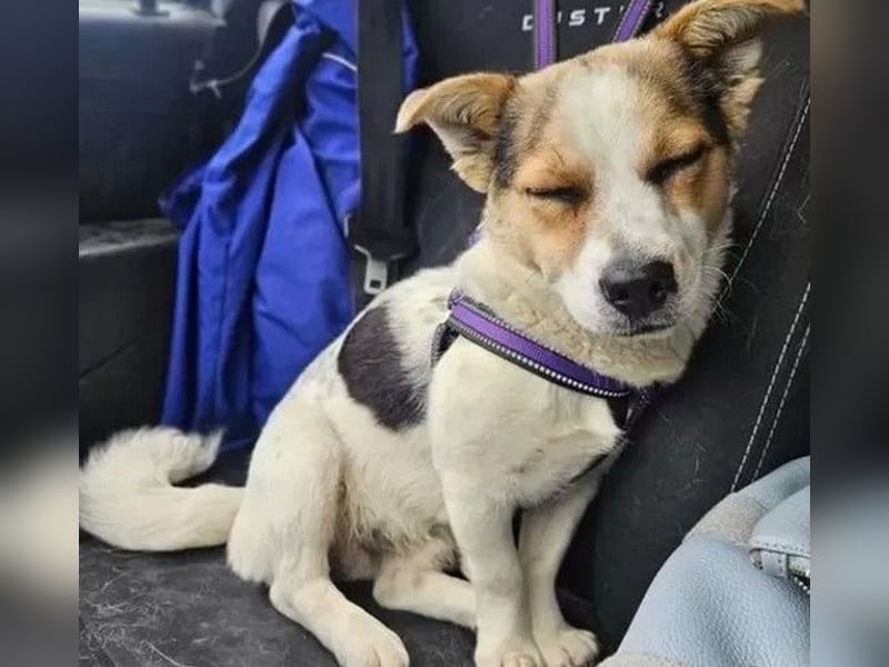 Didier - freundlicher, aktiver, verspielter kleiner Jack Russel-Mix Rüde / z.Zt. noch in Rumänien