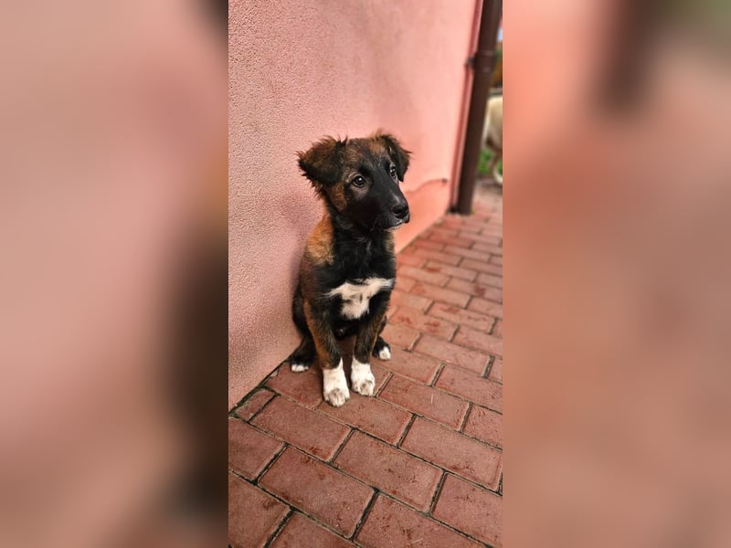 Martin(2) - welpentypisch verspielter, neugieriger Rüde, der Katzen kennt / z.Zt. noch in Rumänien