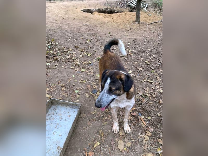 Anton - anfangs schüchterner, verspielter freundlicher Herdenschutzhund-Mix/ z.Zt. noch in Rumänien