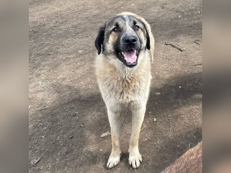 Dusty - anfangs schüchterner, verspielter freundlicher Herdenschutzhund-Mix/ z.Zt. noch in Rumänien
