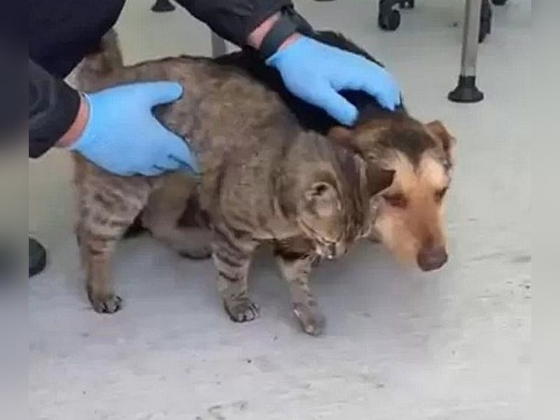 Robin - freundlicher, ruhiger, katzenverträglicher kleiner Rüde / z.Zt. noch in Rumänien