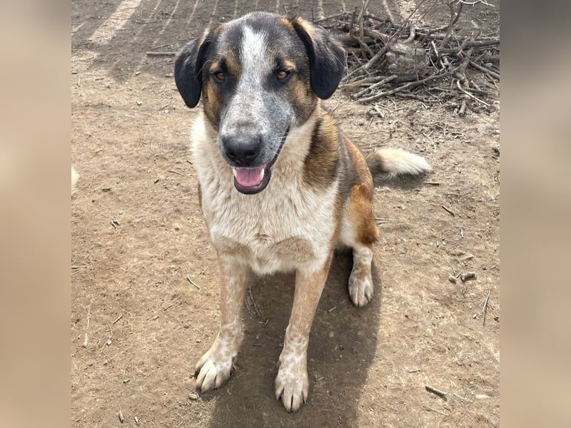 Anton - anfangs schüchterner, verspielter freundlicher Herdenschutzhund-Mix/ z.Zt. noch in Rumänien