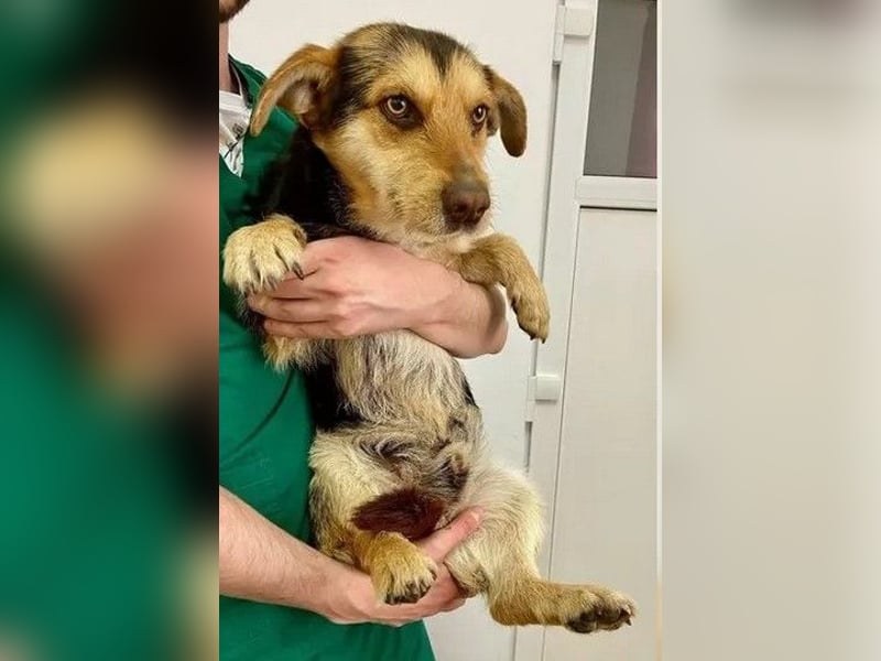 Robin - freundlicher, ruhiger, katzenverträglicher Dackel-Terrier-Mix Rüde / z.Zt. noch in Rumänien