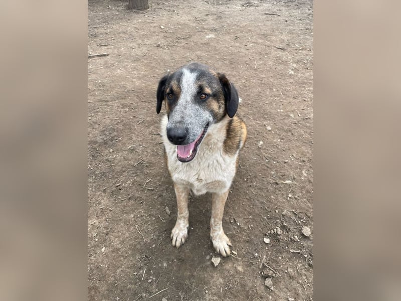 Anton - anfangs schüchterner, verspielter freundlicher Herdenschutzhund-Mix/ z.Zt. noch in Rumänien