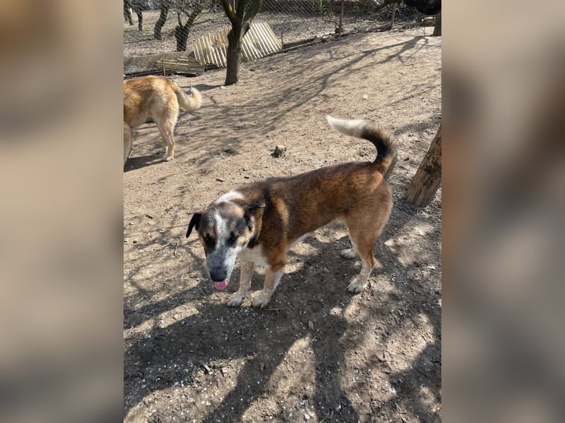 Anton - anfangs schüchterner, verspielter freundlicher Herdenschutzhund-Mix/ z.Zt. noch in Rumänien
