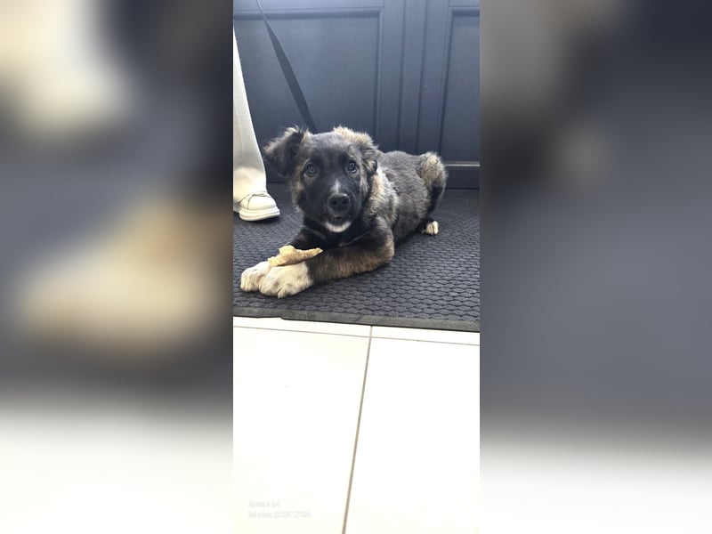 Martin(2) - welpentypisch verspielter, neugieriger Rüde, der Katzen kennt / z.Zt. noch in Rumänien