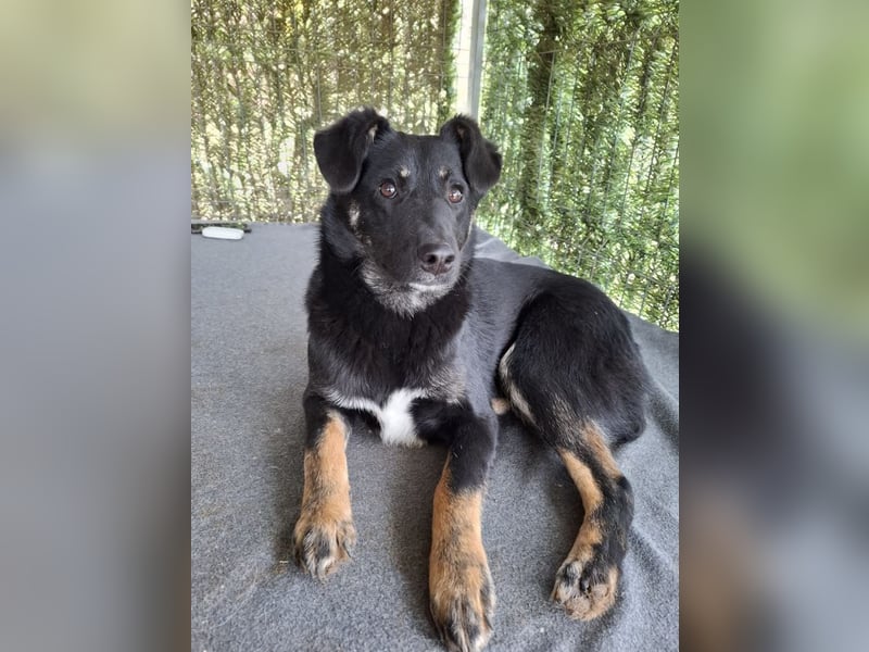 Cody - lebhafter, freundlicher, aktiver, verspielter junger Rüde / z.Zt. noch in Rumänien