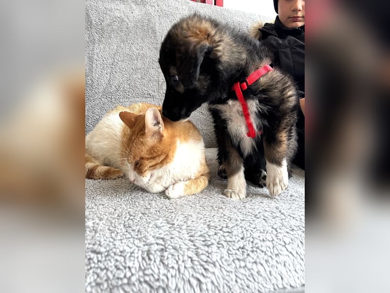 Martin(2) - welpentypisch verspielter, neugieriger Rüde, der Katzen kennt / z.Zt. noch in Rumänien